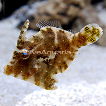 Aiptasia Eating Filefish