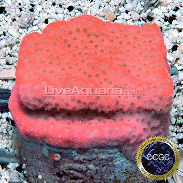 LiveAquaria® CCGC Aquacultured Fire Montipora Coral