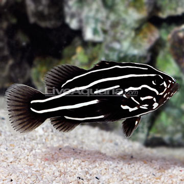 Soapfish, Golden Stripe 