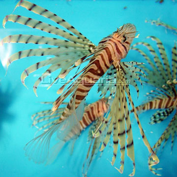 Russell's Lionfish