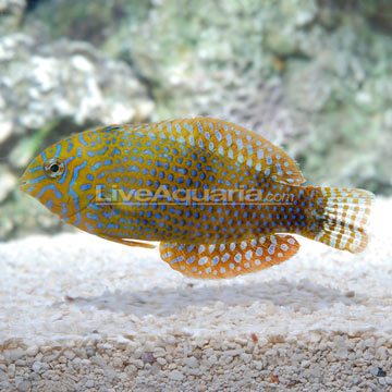 Potter's Leopard Wrasse EXPERT ONLY