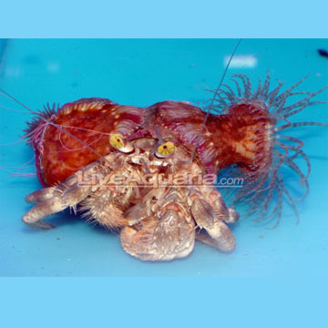 Hermit Crab with Anemone 