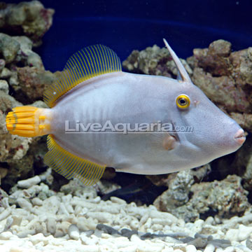 Clown Filefish