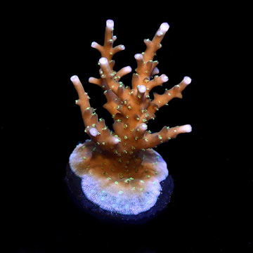 ORA&reg; Aquacultured Australian Delicate Acropora Coral