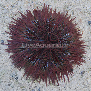 Pincushion Urchin 