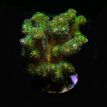 ORA&reg; Aquacultured Green Pocillopora damicornis Coral 