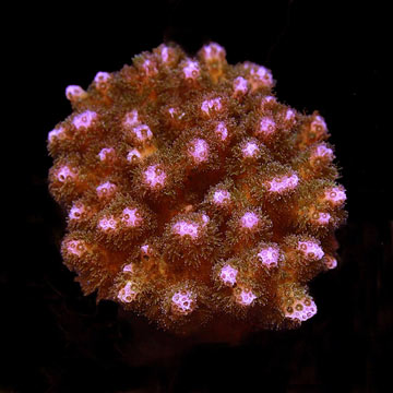 ORA&reg; Aquacultured Pink Pocillopora Coral