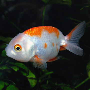 Ranchu Goldfish, Red & White