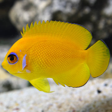 Lemonpeel Angelfish 