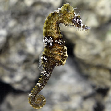 Lined Seahorse - Captive-Bred