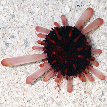 Pencil Urchin, Red Slate  