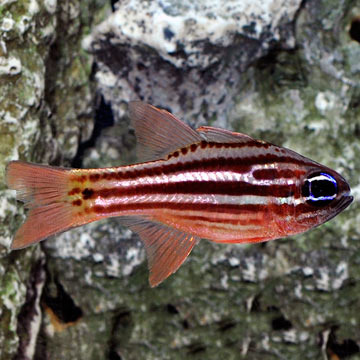 Ochrestriped Cardinalfish