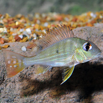 Redstriped Eartheater Cichlid Group