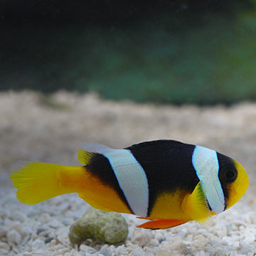 True Sebae Clownfish, Captive-Bred