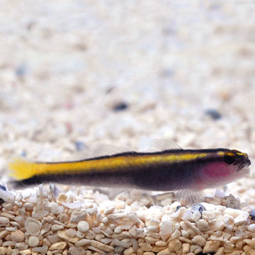  Captive-Bred Yellowline Goby
