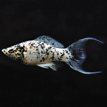 Dalmation Lyretail Molly Livebearers