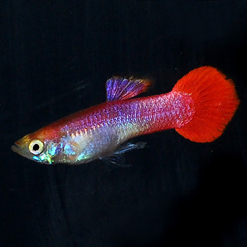 Red Coral Guppy, Male