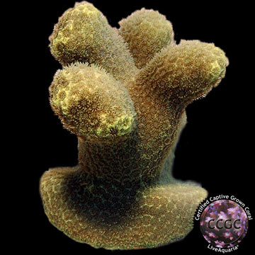 LiveAquaria® CCGC Aquacultured Canary Porites Coral