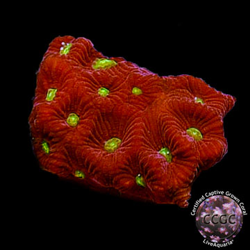 LiveAquaria&reg; CCGC Aquacultured Red & Green War Coral