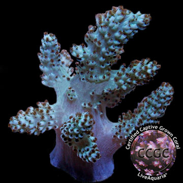 LiveAquaria® CCGC Aquacultured Neon Pineapple Tree Coral