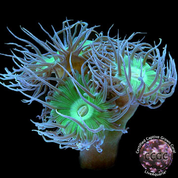 LiveAquaria® CCGC Aquacultured Giant Green Polyp Duncan Coral