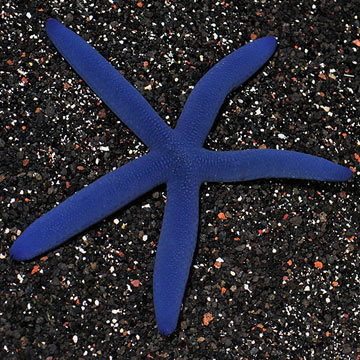Linckia Sea Star, Blue EXPERT ONLY