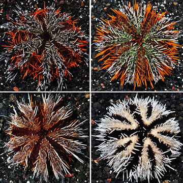 Pincushion Urchin, Hairy 