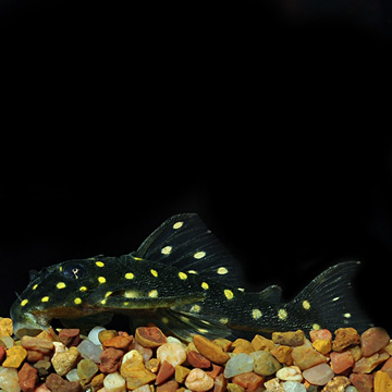 Gold Spotted (L-136) Plecostomus 