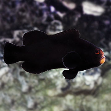 ORA&reg; Captive-Bred Midnight Clownfish