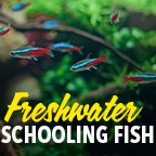Freshwater Schooling
