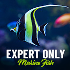 Expert Only Fish