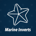 Marine Invertebrates