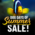 Dog Days of Summer Sale
