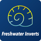 Freshwater Inverts