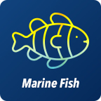 Marine Fish