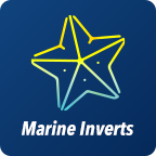 Marine Inverts