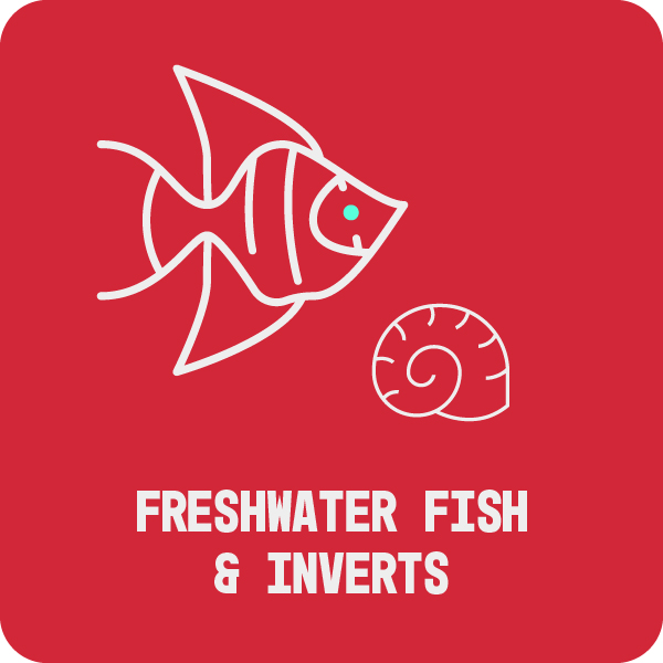 Freshwater Fish and Inverts