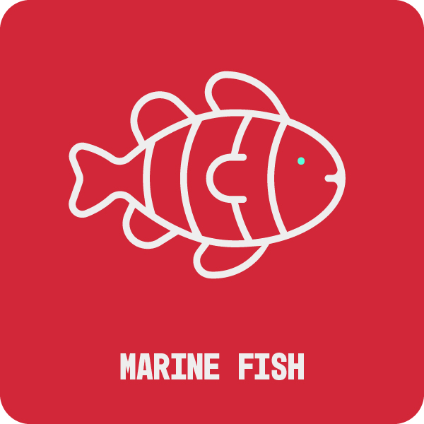 Marine Fish