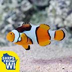  Captive-Bred Percula Clownfish