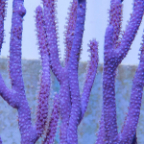 Purple Candalabra Gorgonian