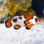 Orange Storm Clownfish, Captive-Bred