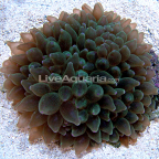 Bubble Tip Anemone