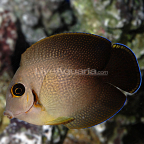 Mimic Half Black Tang