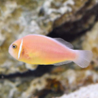 Captive-Bred Pink Skunk Clownfish