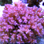 Pink Cauliflower Pocillopora Coral