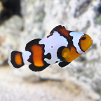Captive-Bred Black Ice Clownfish