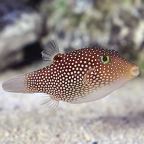 Central American Sharpnose Puffer