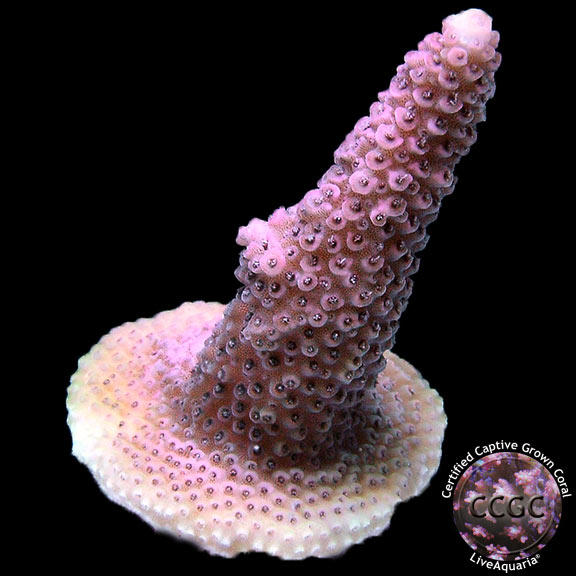 LiveAquaria® CCGC Aquacultured Rusty Pink Milleopra Coral