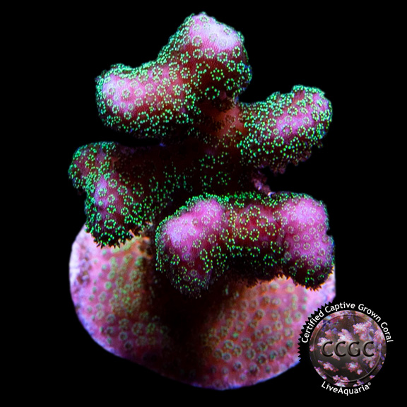 LiveAquaria® CCGC Aquacultured Green Polyp Pink Stylophora Coral