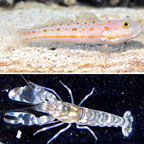 Goby and Shrimp Bundle